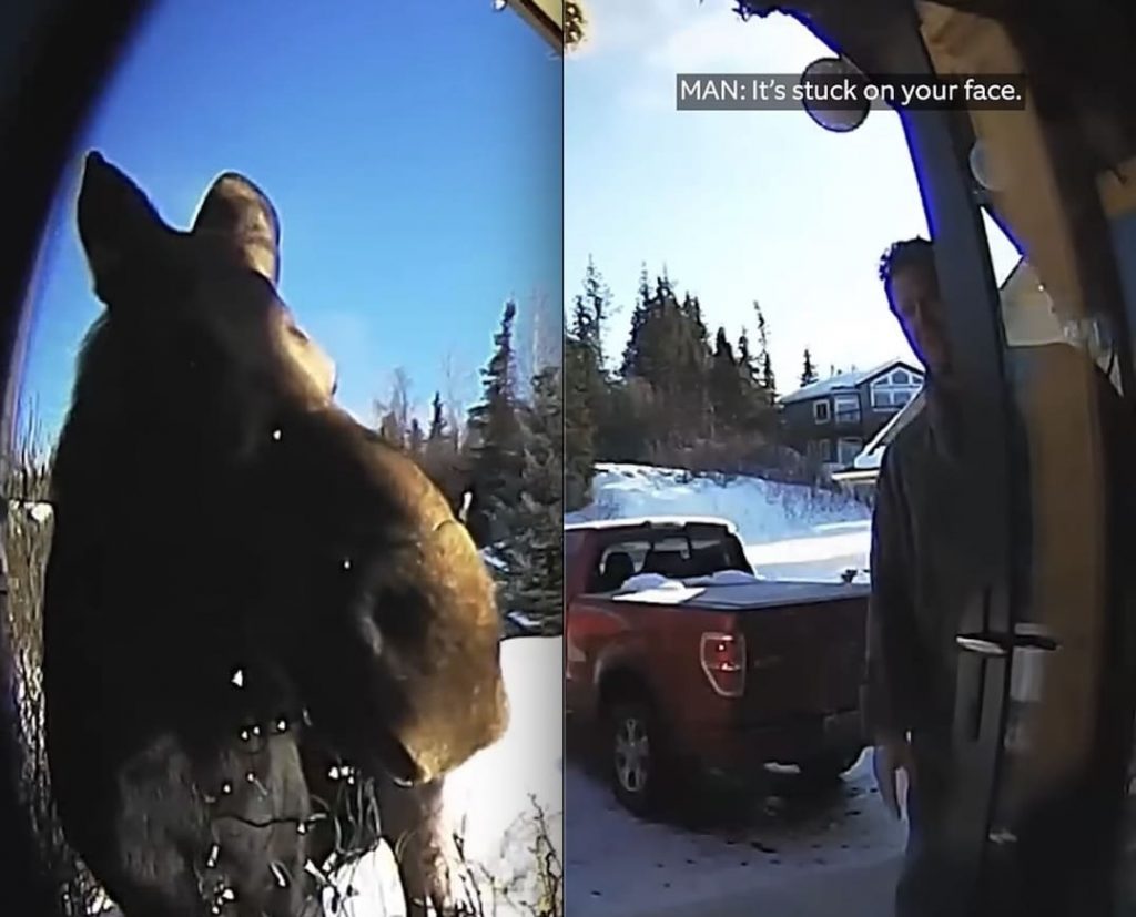 Moose With Christmas Lights Stuck On Head Helped By Kind Homeowner