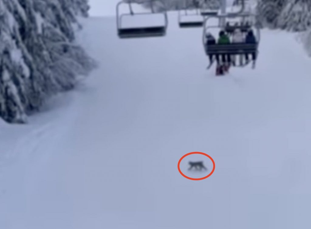 Lynx Filmed Crossing The Slopes Of RED Mountain Resort In British Columbia