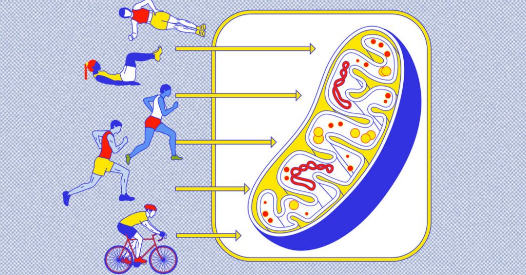 Is ‘Zone 2’ the Magic Effort Level for Exercise?