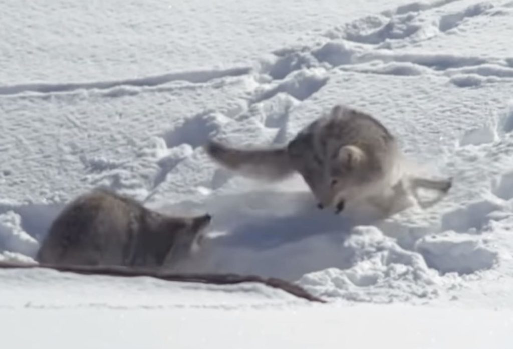 Coyotes Battle Over Bison Carcass @ Yellowstone National Park