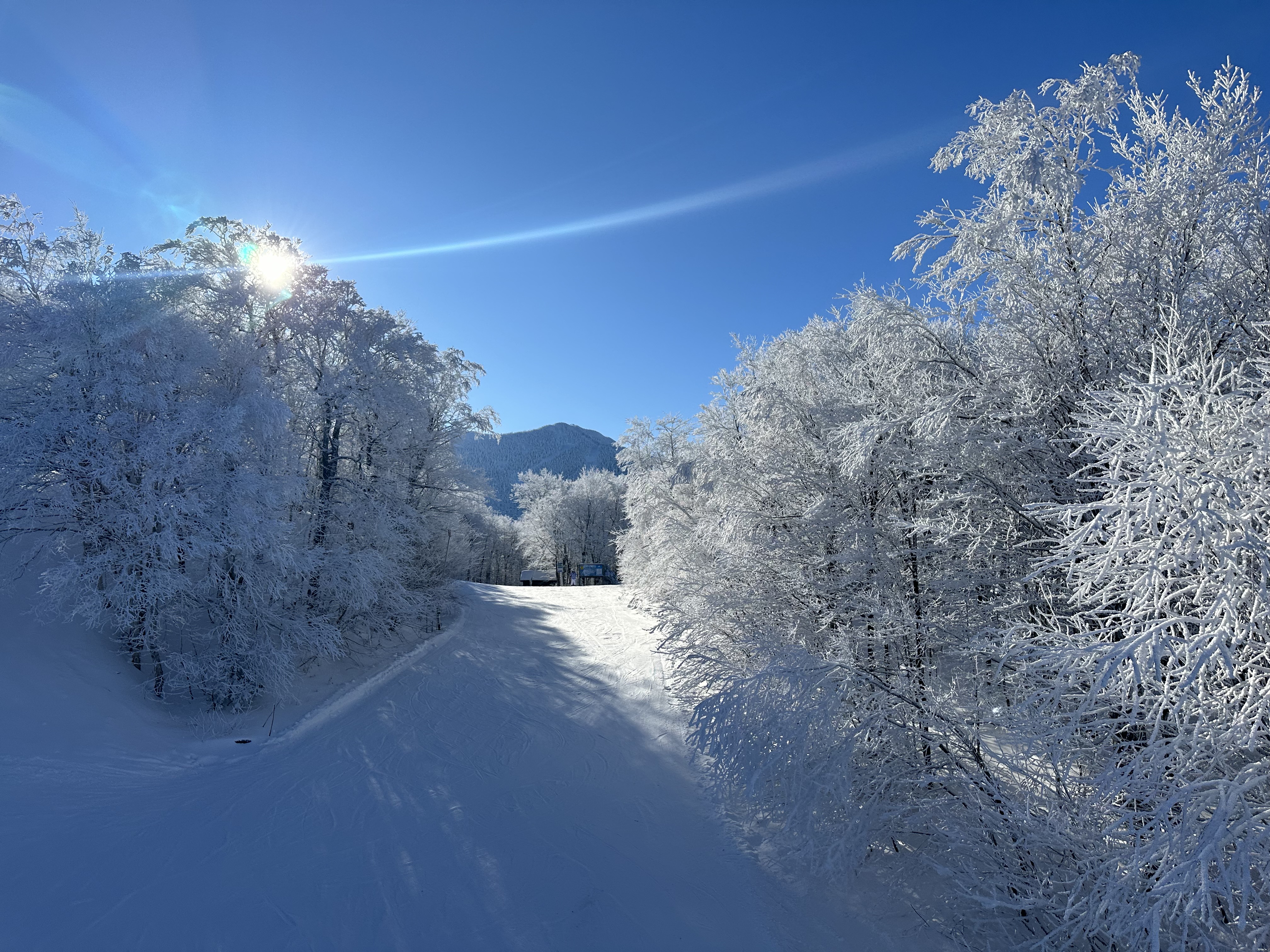 Sunshine day dream