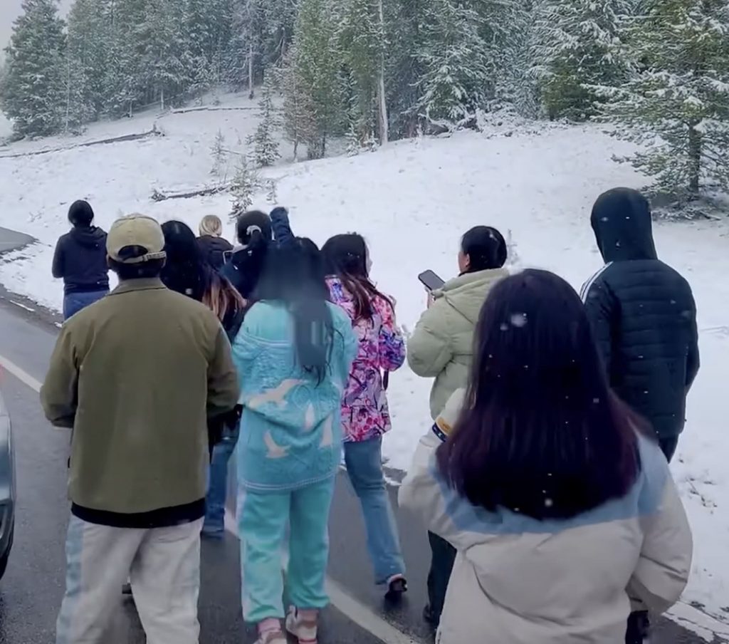 Tourists Get Way Too Close To Grizzly Bears @ Yellowstone National Park