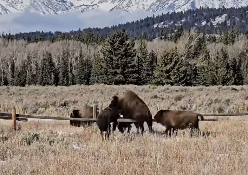 The Surprising Agility of Bison On Display @ Grand Teton National Park