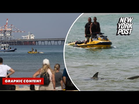 Terrifying Video Shows Missing Diver Battling Shark off Coast of Israel | New York Post