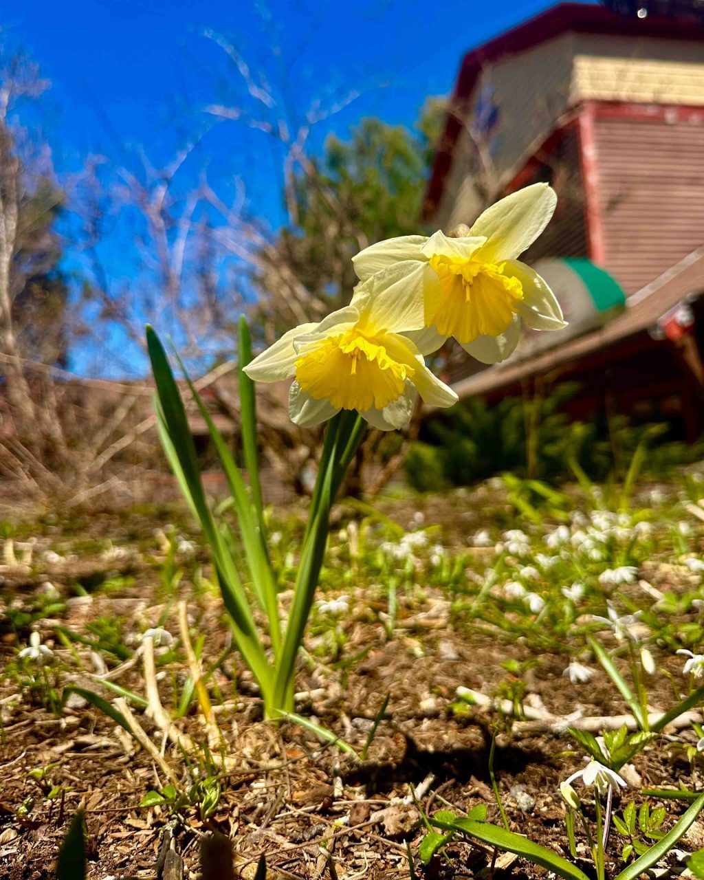 Springtime is Blooming at Smuggs! Springtime is Blooming at Smuggs!