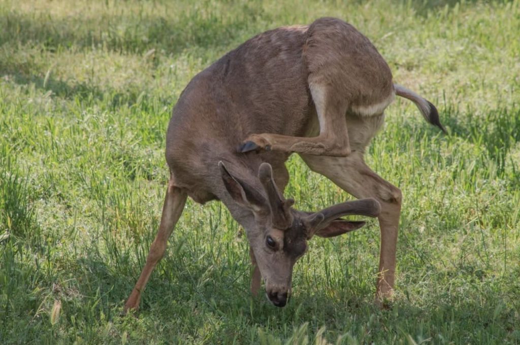 Mule Deer Are Responsible For More Injures In Yosemite National Park Than Any Other Species